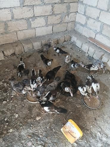 çöl ördək: Salam öz qapımın sağlam cavan heyvanlarıdır ətradlı nömrə qeyd olunip — 4