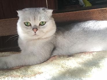 Cutleşdirilir temiz cins şotland şinşilla erkek zümrüd göz,aktiv lalafo.az -da Cutleşdirilir temiz cins şotland şinşilla erkek zümrüd göz,aktiv