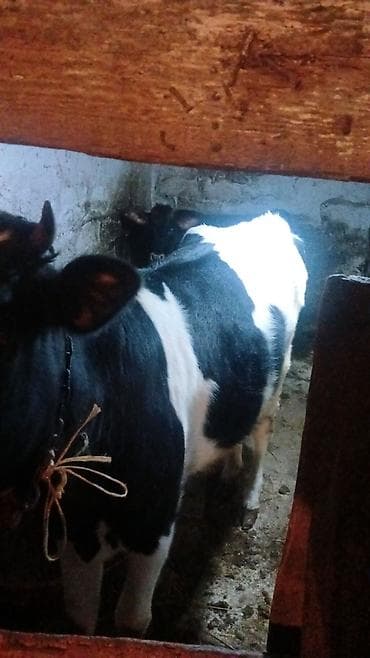 tisbaga ne yeyir: Məhsul: Dana (2 baş) 2 baş dişi dana hem sutluk damazliq hem etlik — 2