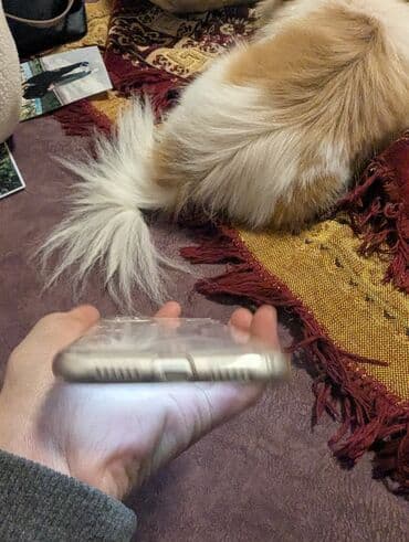 selenium sulfide 2.5 шампунь отзывы: IPhone 11 Gəncə ideal Gəncə də belə ideal telefon yoxdur ZAVOD✅ — 6