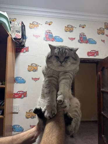 Iran Khodro: Britan — 15