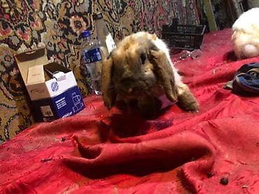 dovsan: Mini lop ev dovşanları 1 ədədi 25 m erkekdilər - Növ: Mini lop (aşağı — 5