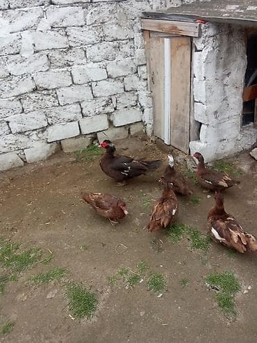 ağ ordək: 5fere bir erkey 30 fereler 50 erkey asaqi yeri var cavan ferelrdi - — 2