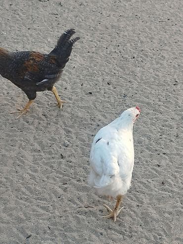Digər quşlar: Salam 20 ədəd çorpadir, bəzilərinin şəkili var,yaşları 4 aydan — 9