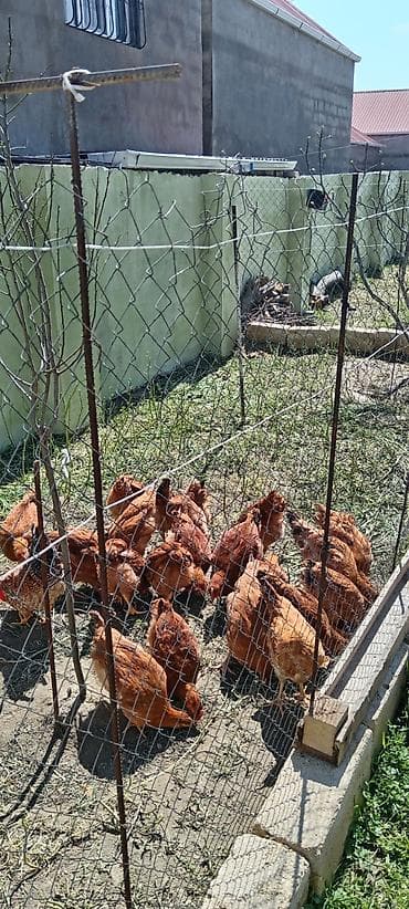 kənd toyuqlarının satışı: Toyuq, Yumurtalıq, Ödənişli çatdırılma — 2