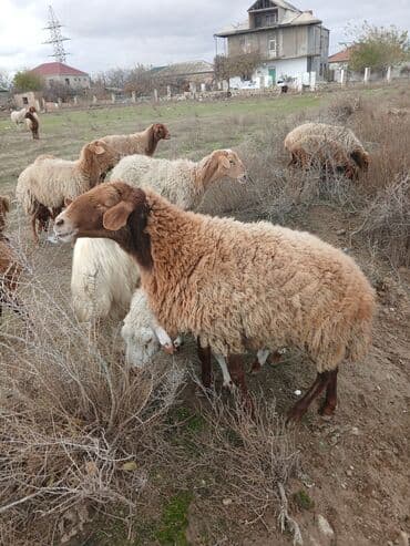 Коровы, быки: Salam 2 illik erkekdi.6 aydl almlsam.super damazdlqdl men almlşdlm ki — 8