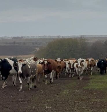 inek satislari: 1 hefteye Rusiyadan satiwa gozel sağlam, sudluk, teze dogmuw,bogaz — 3