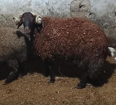 qoyun qrxan: Morkaraman cinsi erkek toglular satilir damazliga . Türkiye’den gelme — 1