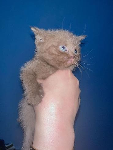 it pişik: Britan yastı qulaq — 7