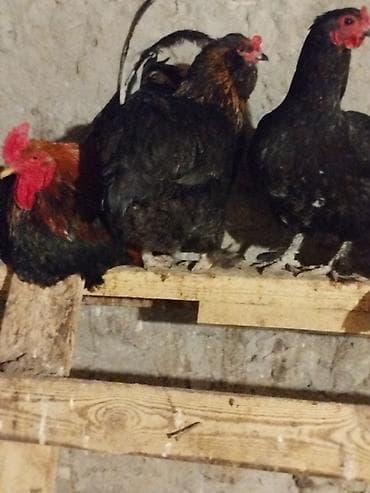 Ördəklər: Toyuq, Damazlıq — 5