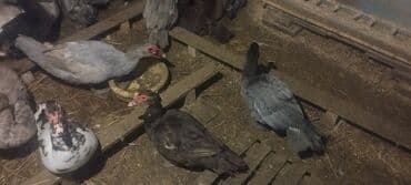 Gəmiricilər: Həm kəsilməli həm də damazlıq lal ördəklər.Qiymətlər ölçülərinə görə — 7