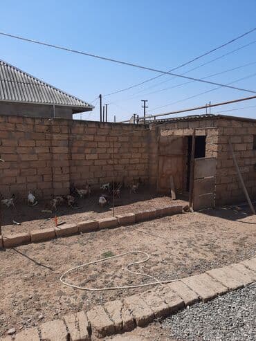 emircan heyet evi: Masazır, 170 kv. m, 5 otaqlı, Hovuzsuz, Qaz, İşıq, Su — 8