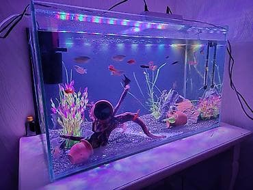 akvarium bitkiləri: Dördbucaq akvarium, Balıqlarla birlikdə, 300 l, Pulsuz çatdırılma — 6