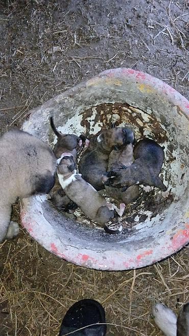 tap.az heyvanlar itler: Pitbul balaridi tekine 50 manat deyirki 3 erkey 2 dişi — 1