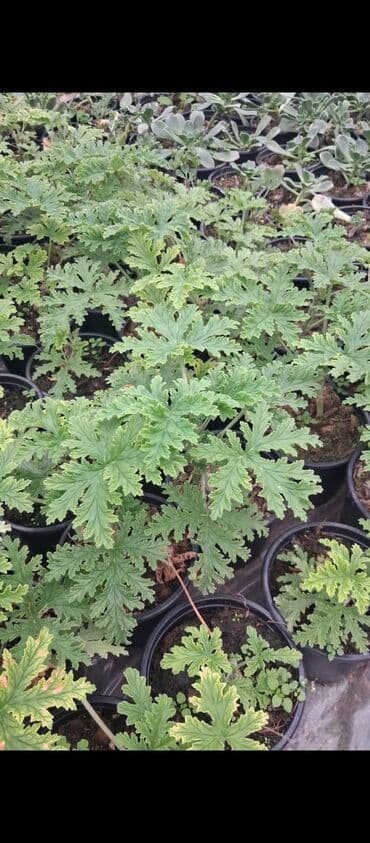 ivan mariya gulu: Məhsul: Saksıda ətirşah (Pelargonium graveolens) – ətirli, parçalı — 5