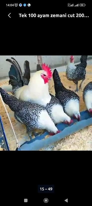 cins toyuq: Toyuq, Ətlik — 4