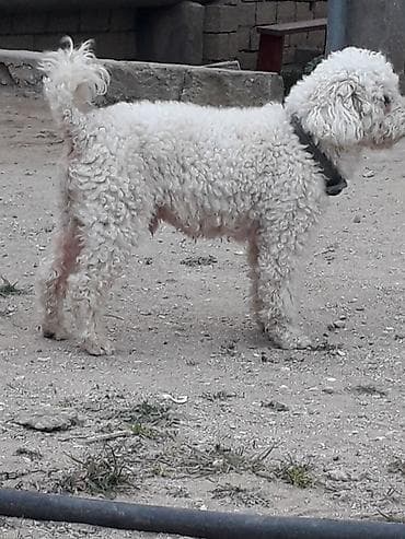 itlər pudel: Pudel, 1 il, Erkek, Peyvəndli — 4