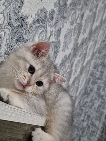 ucuz pişiklər: Şotland yastı qulaq — 9