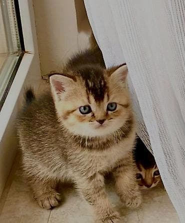 qax heyvanlar: Britan — 4