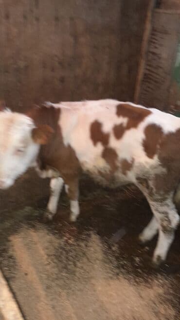 Dana, buzov, Erkək, Simental, ay: 4, Ətlik