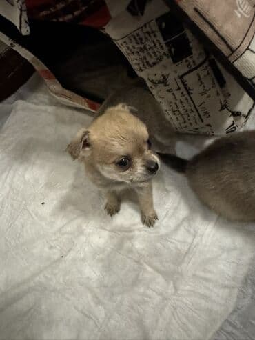 İtlər: Çixuahua — 2