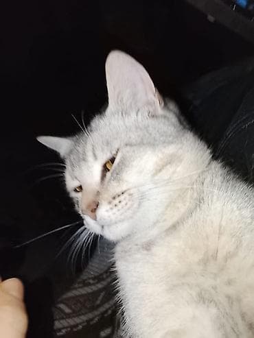 Tabbi, Yaxşı əllərə