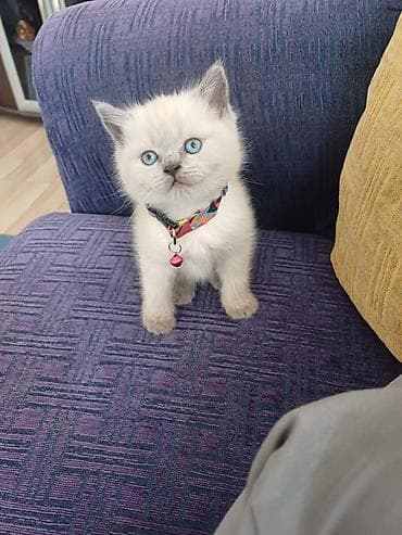 Britan, Erkək, Dişi, Yaxşı əllərə, Ünvandan götürmə, Pulsuz çatdırılma, Ödənişli çatdırılma