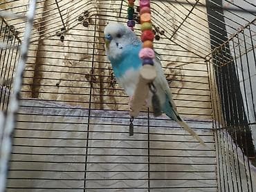 korella quş: Hazır cütdülər tam saglam aktiv — 6