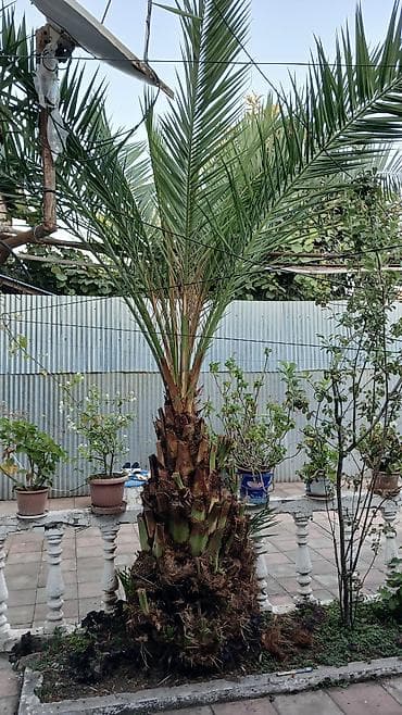Dekorativ xurma palmisi (Phoenix dactylifera tipli) - Hündürlüyü