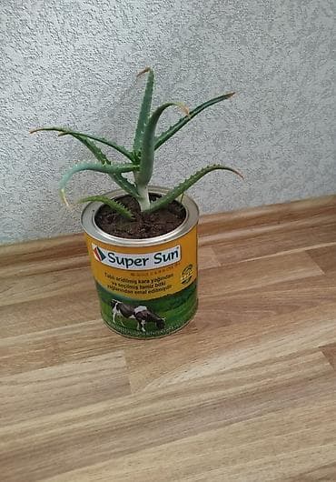 Əzvay bitkusi. ( aloe) Müalicəvidi