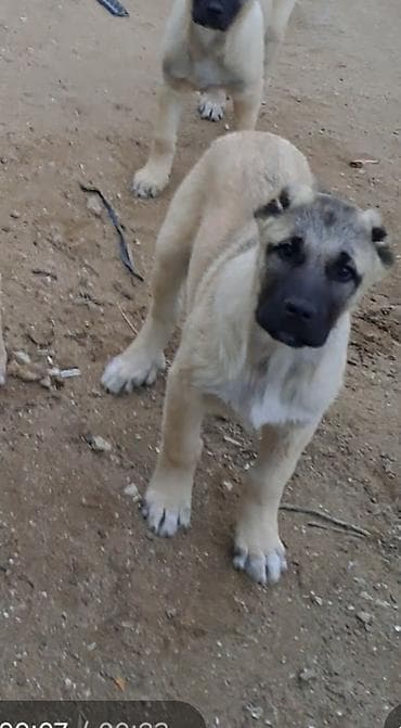 kangal balasi satilir: Kanqal, Peyvəndli — 1