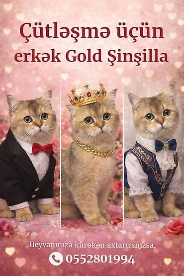 quru pişik yemi: Qızıl şinşilla, Erkək, Cütləşmə üçün — 1