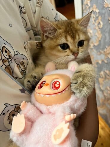 сколько стоит лабубу в баку: Təmiz balalar satılır — 2