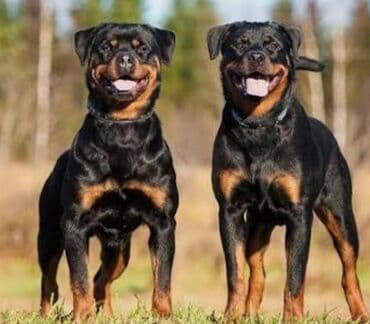 dovsan sekilleri: Rotveyler — 1