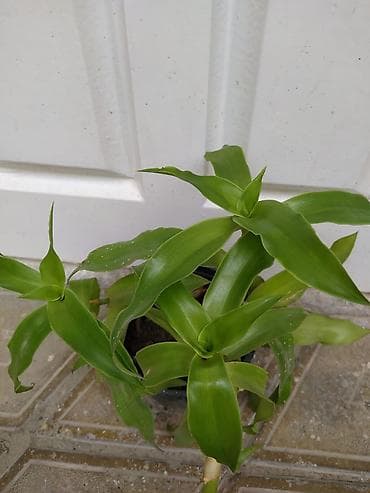 Ev və bağ: Otaq bitkiləri dəsti - Monstera deliciosa (dərin yarıqlı iri yaşıl — 4