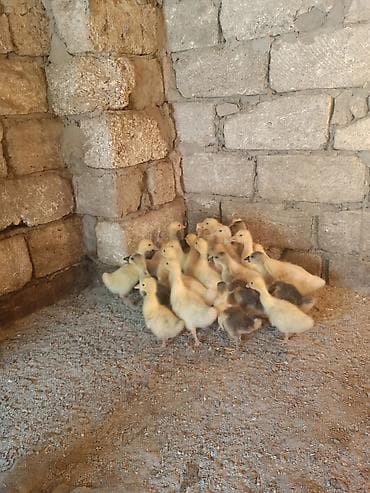 Qazlar: Qaz balaları – təsərrüfat üçün linda kuban
24. ededdir 15 gunniydiler — 2