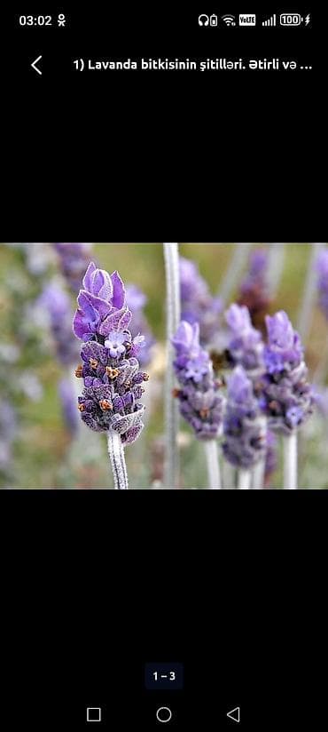 deve tikani toxumu: LAVANDA ştillərdi. Hazır torfda istənilən yerə köçürülməyə tam hazır — 7