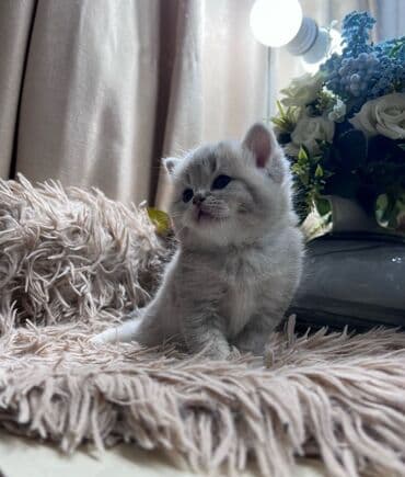 Changan: Britan, Pulsuz çatdırılma — 10