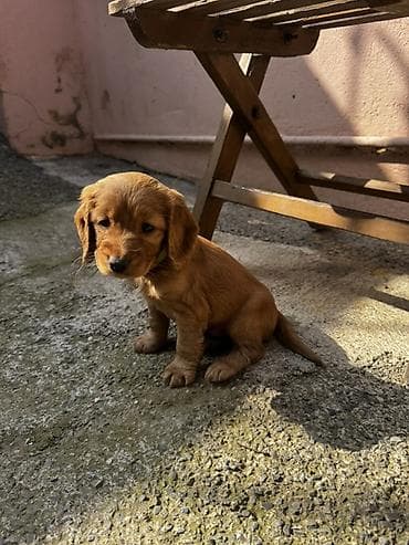 ən gozəl it adları: Koker spaniyel — 7