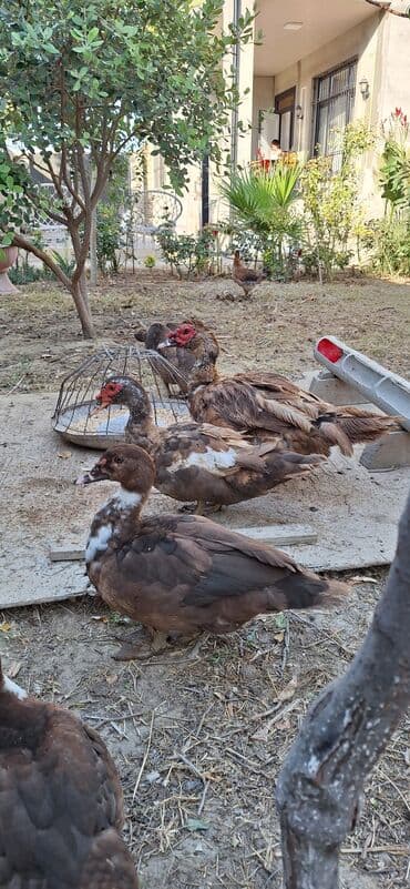 heyvanlara verilen adlar: Krasnodar ördəkləri — 5