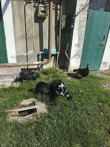 Inəklər, öküzlər: Məhsul: Hinduşka quşları (qara və qarışıq rəngli) Təsvir: - — 2