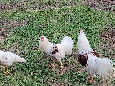 karella qus: Toyuqlar — 8