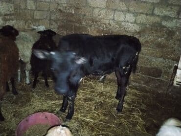 ZAZ: Satlıq buzovlar 3 Erkey 1 dişidi cins buzovlardı heyvan çoxdu baxa — 5