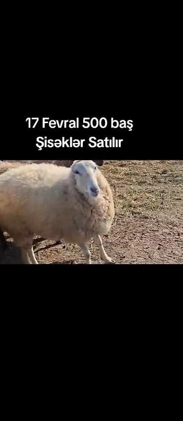 Gəmiricilər: 17 Fevral. 2026. 500 baş boğaz Şişəklər Satılır. 10. təzə Balali — 3