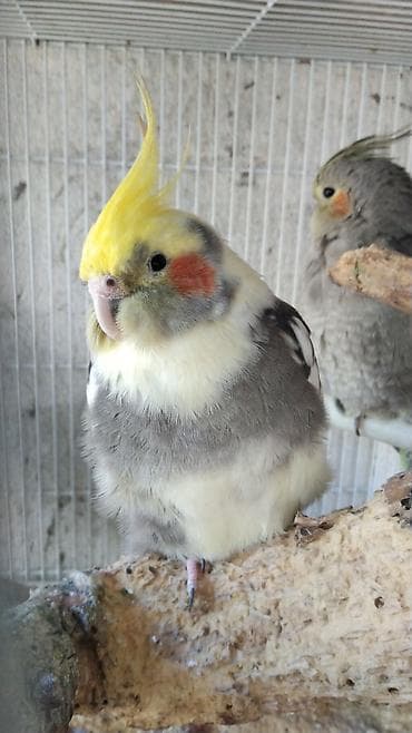 tutuquşlar: Watsap elaqe saxlayin Nimfa (Cockatiel) tutuquşuları – müxtəlif — 1