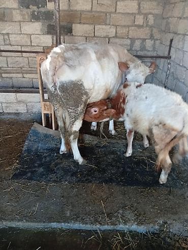 Balıqlar: Sağmal inək buzovla birlikdə - Cinsi: inək (sağmal), yanında — 1