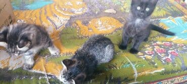 qurdbasar balaları: Tabbi, Dişi, Yaxşı əllərə — 1