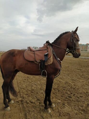 at yehəri: Erkək, il: 6, Ünvandan götürmə — 6