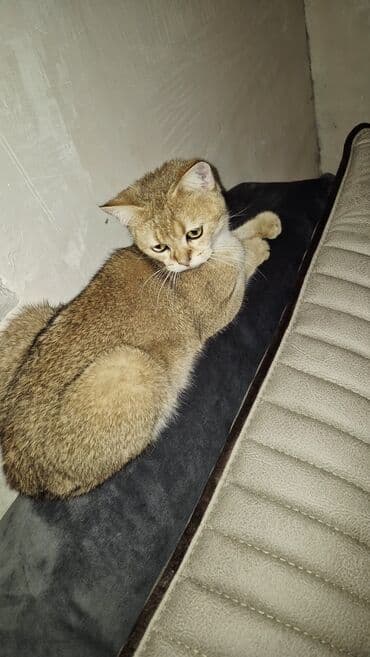 pişik etibarlı əllərə verilir: Qızıl şinşilla, Erkək, Cütləşmə üçün — 9