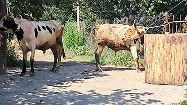 yerli inək: Iki baş bordaqlıq təmiz qan cins danalar satılır — 4